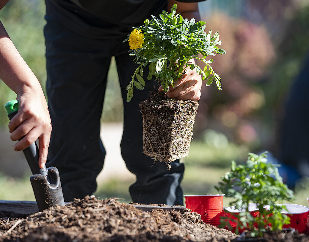 lawn-garden-